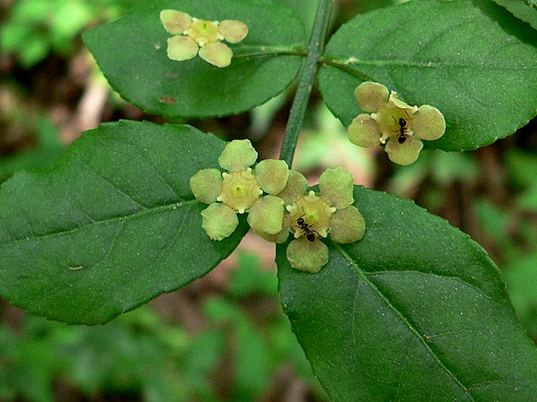 {Euonymus americanus}